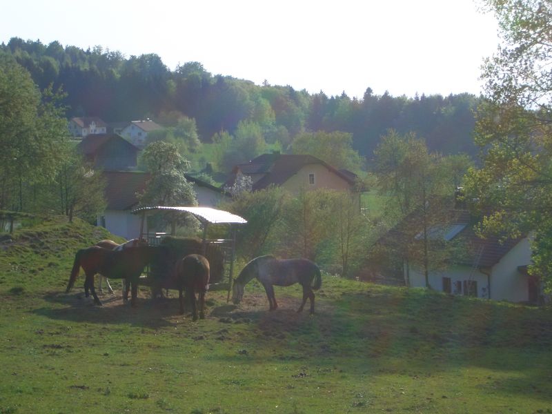 Western riding in the Bavarian Forest