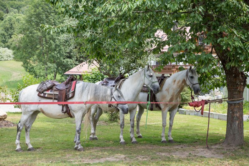 Western riding in the Bavarian Forest