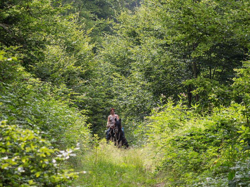 Western riding in the Bavarian Forest