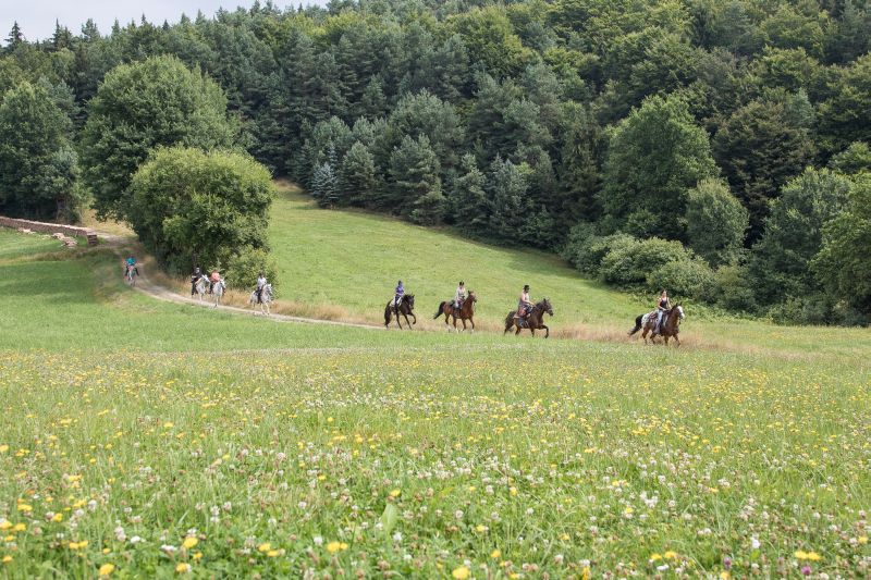 Western riding in the Bavarian Forest