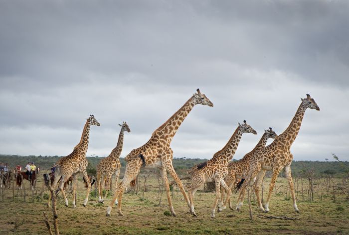 Masai Mara Riding Safari