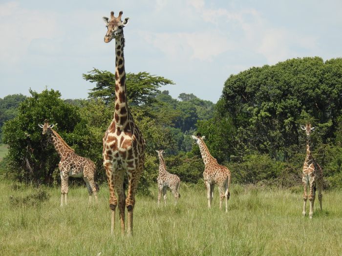 Masai Mara Riding Safari