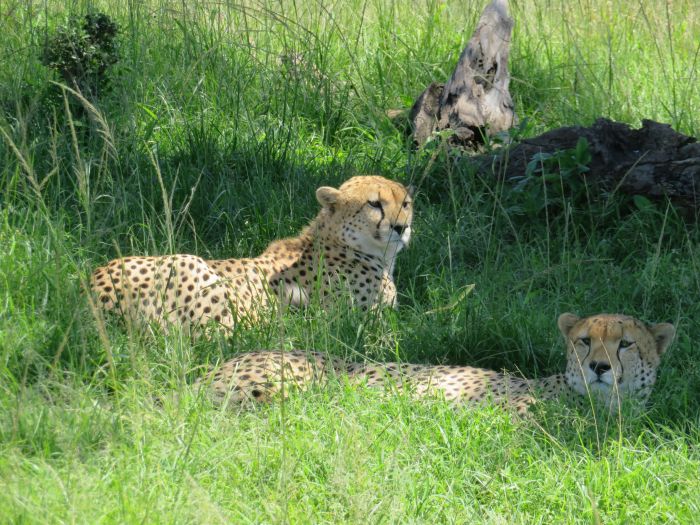 Masai Mara Riding Safari