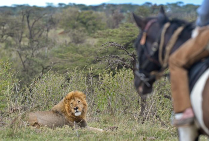 Masai Mara Riding Safari