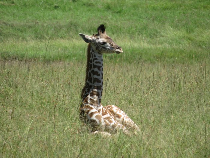 Masai Mara Riding Safari