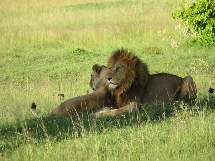 Masai Mara Riding Safari