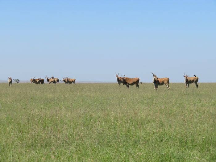 Masai Mara Riding Safari