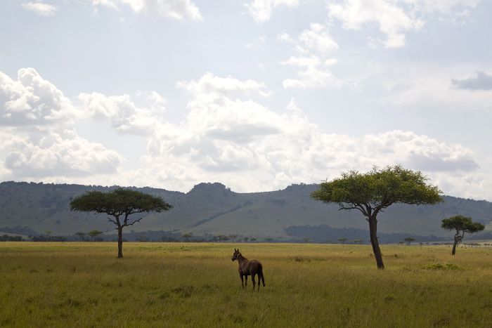 Masai Mara Riding Safari