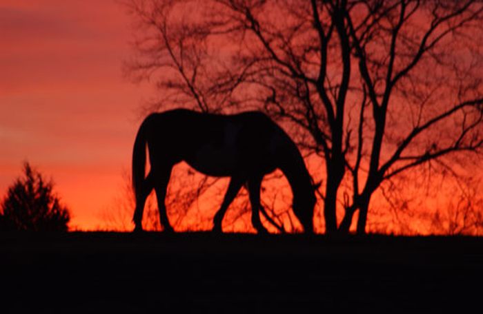 Southern Cross Heartland of Georgia Ranch