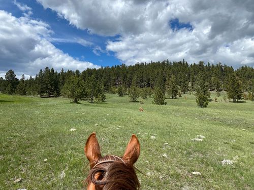 Little Belt Mountain Ranch