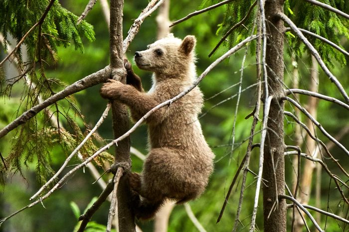 Carpathian Adventure Trail