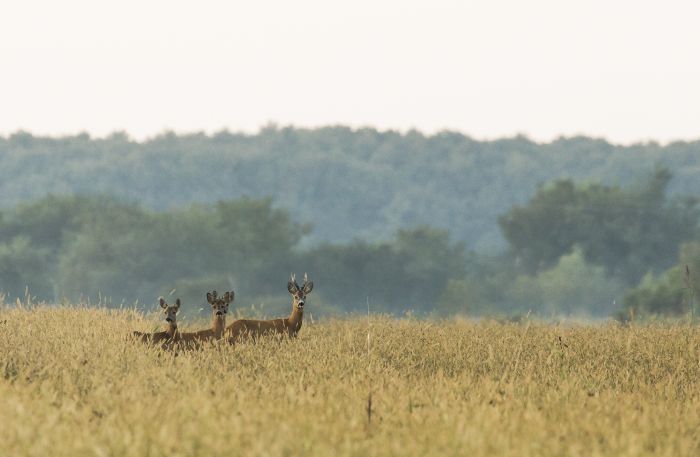 Carpathian Adventure Trail