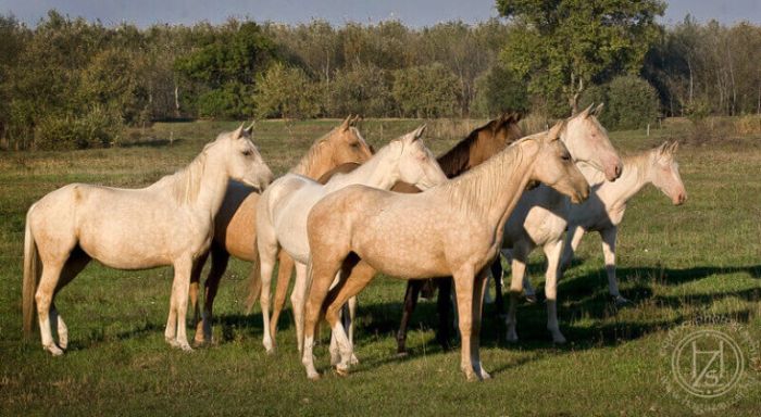 Star rides through the Hungarian steppe