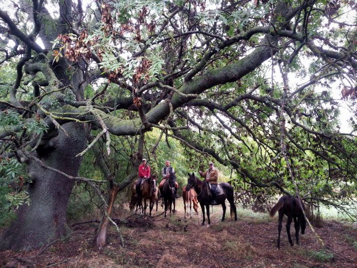 Star rides through the Hungarian steppe