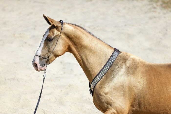 Star rides through the Hungarian steppe