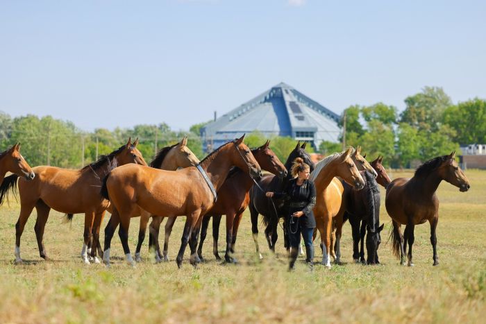 Star rides through the Hungarian steppe