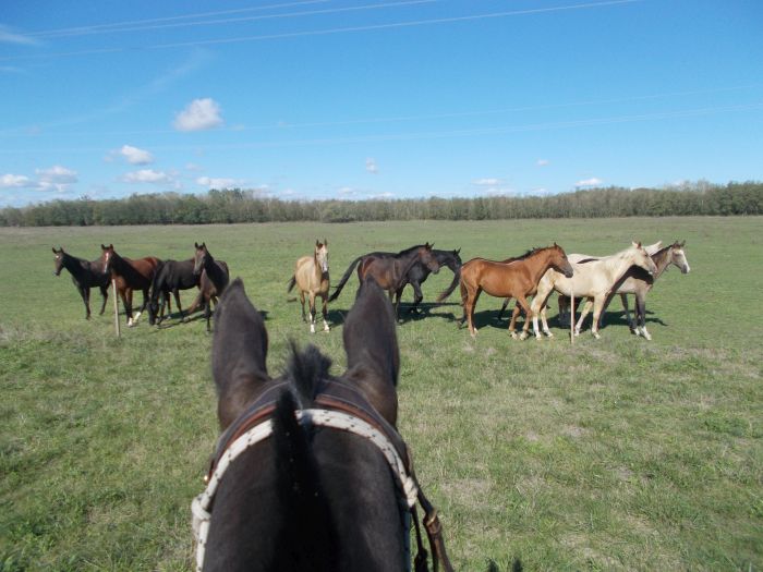 Star rides through the Hungarian steppe