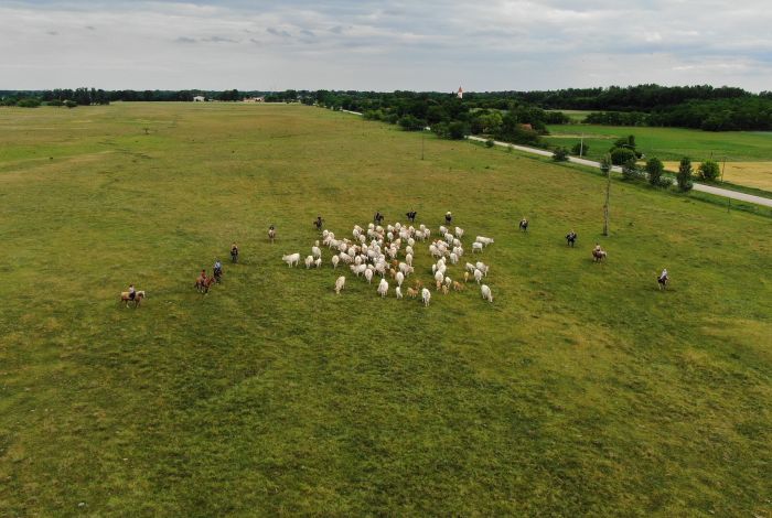 Star rides through the Hungarian steppe