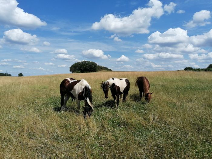 Trail rides in Hunsrück and Northern Palatine