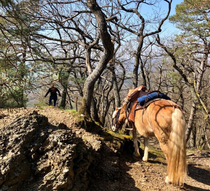 Trail rides in Hunsrück and Northern Palatine