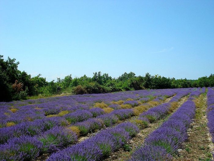 Provence & Camargue Rides