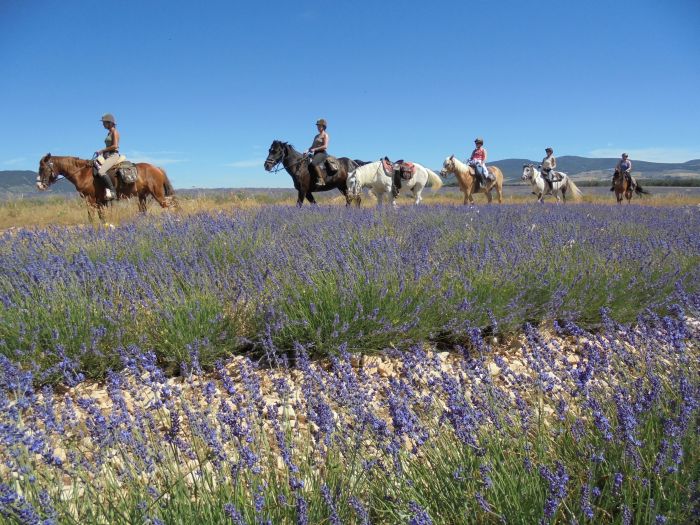 Provence & Camargue Rides