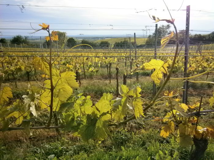 Sancerre Whisky & Wine Trail