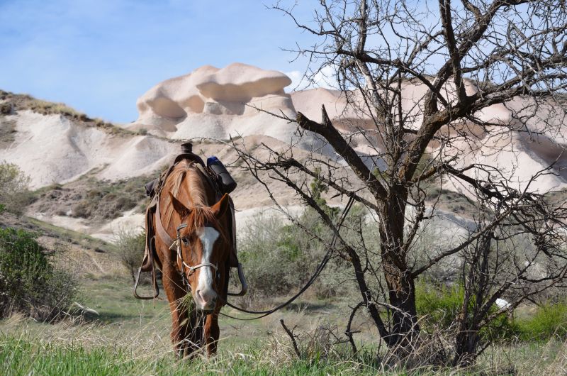 Cappadocia in galopp
