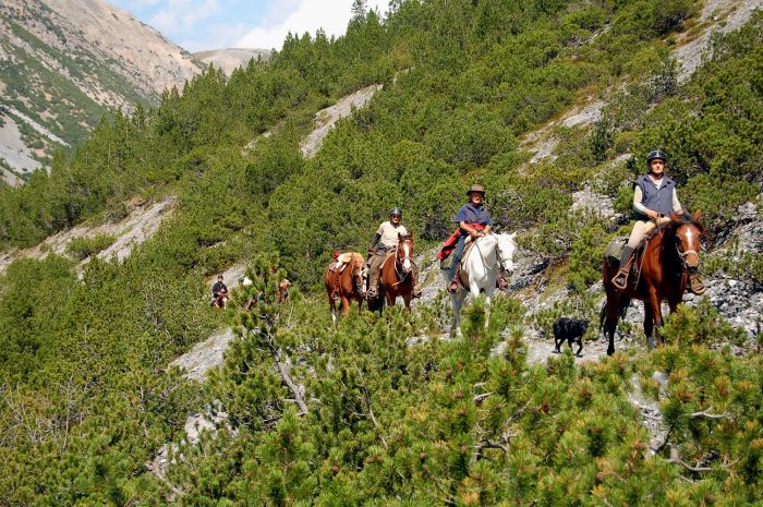 Panorama Trails through the Alps