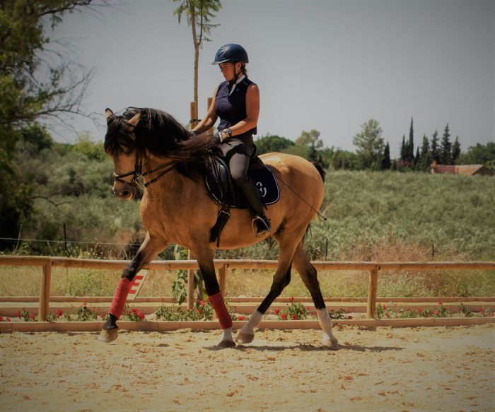 Intensive Dressage Program in Sevilla