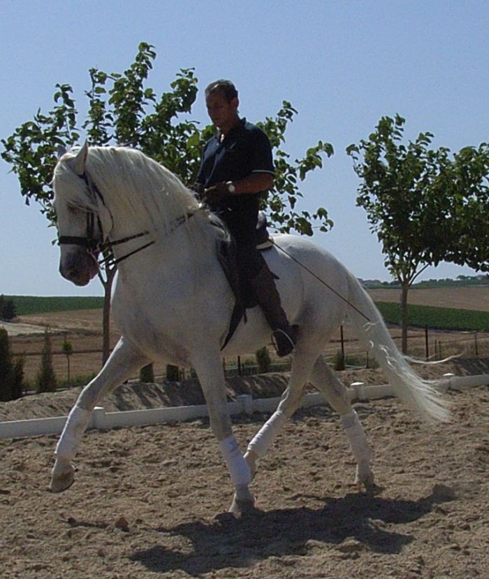 Intensive Dressage Program in Sevilla