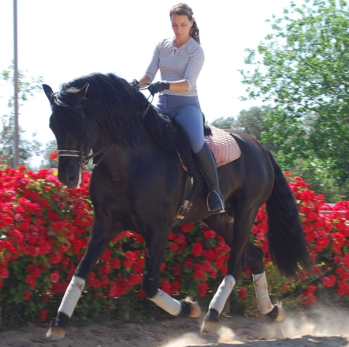 Intensive Dressage Program in Sevilla