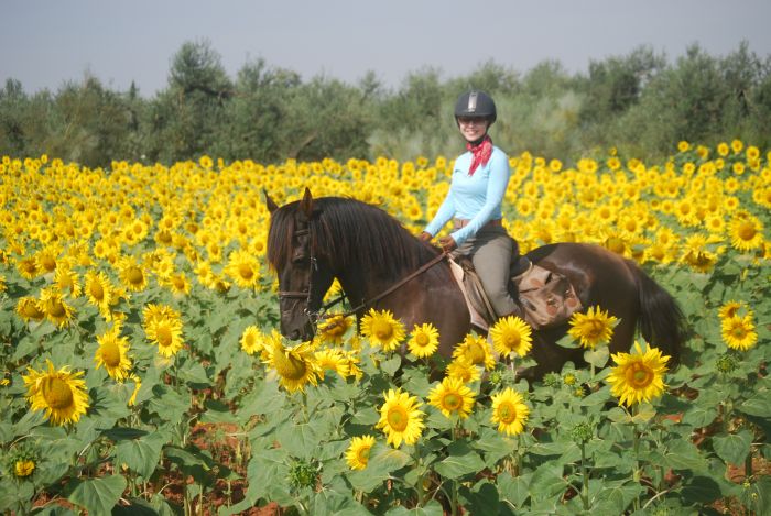 Intensive Dressage Program in Sevilla