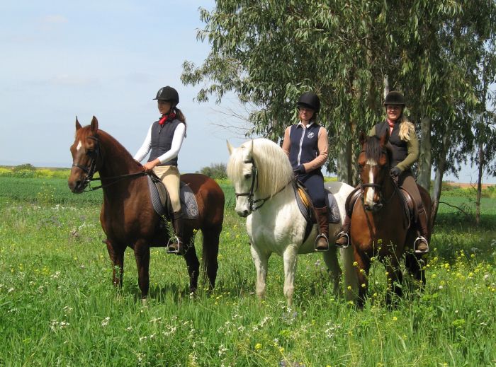 Intensive Dressage Program in Sevilla