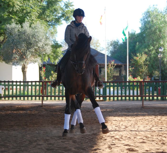 Intensive Dressage Program in Sevilla