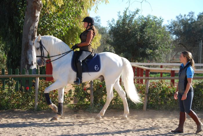 Intensive Dressage Program in Sevilla