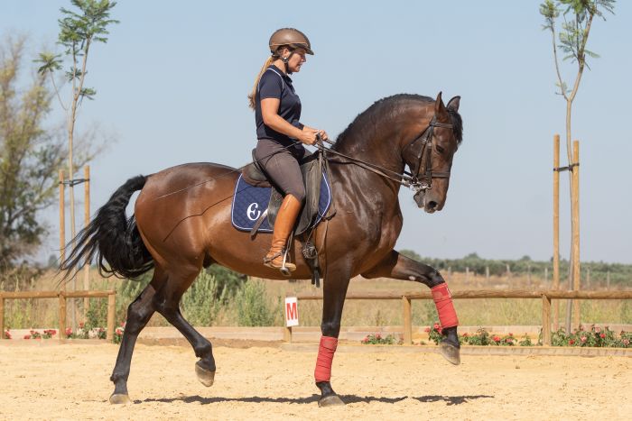 Intensive Dressage Program in Sevilla