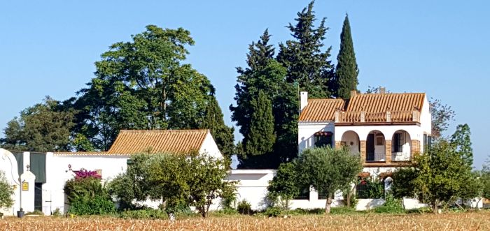 Intensive Dressage Program in Sevilla