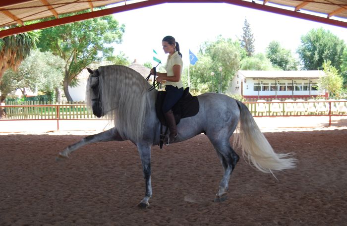 Intensive Dressage Program in Sevilla