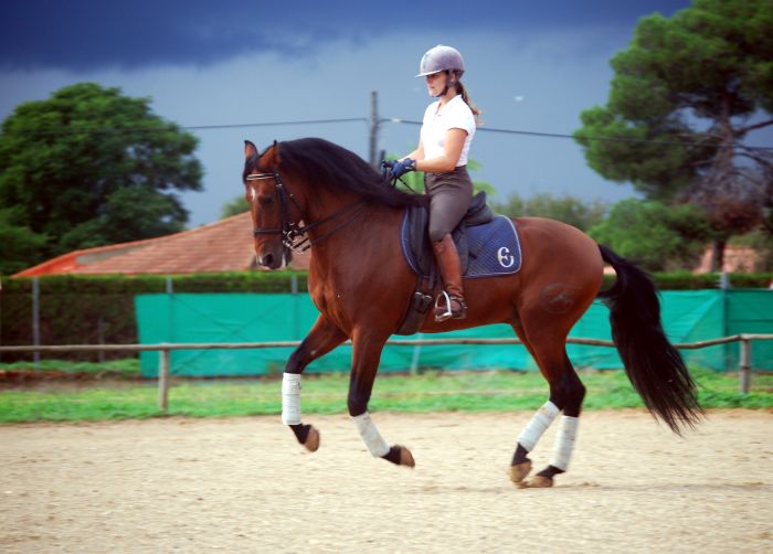 Intensive Dressage Program in Sevilla