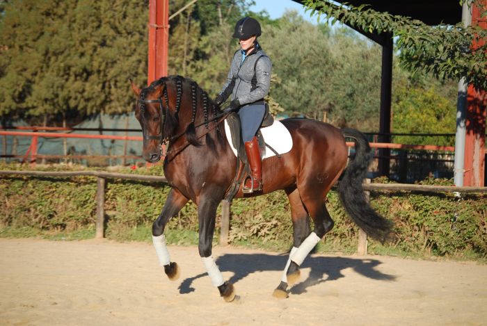 Intensive Dressage Program in Sevilla
