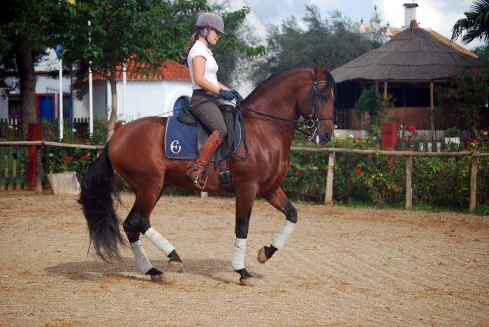 Intensive Dressage Program in Sevilla