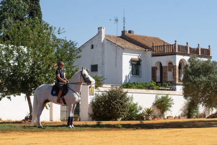 Intensive Dressage Program in Sevilla