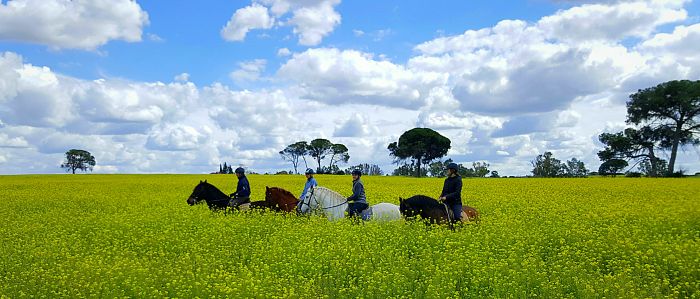Dressage & Trailrides Sevilla