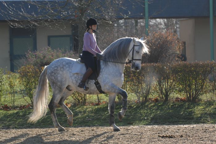Dressage & Trailrides Sevilla