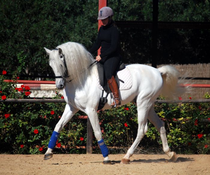 Dressage & Trailrides Sevilla