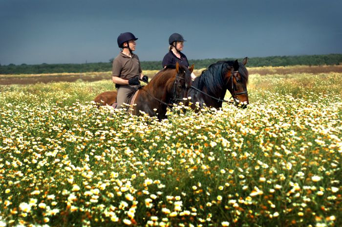 Dressage & Trailrides Sevilla