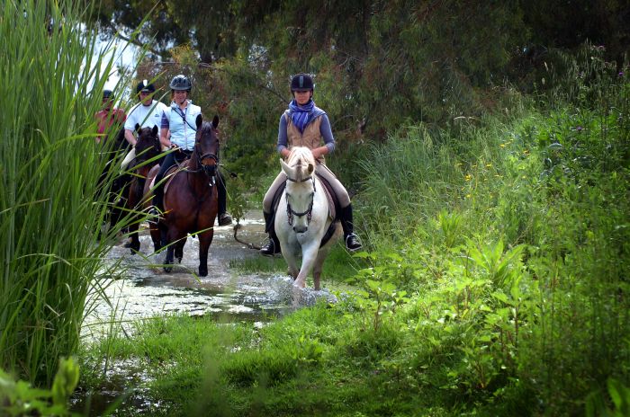 Dressage & Trailrides Sevilla