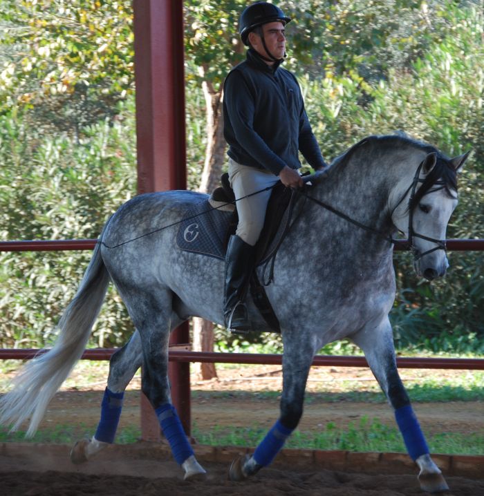 Dressage & Trailrides Sevilla